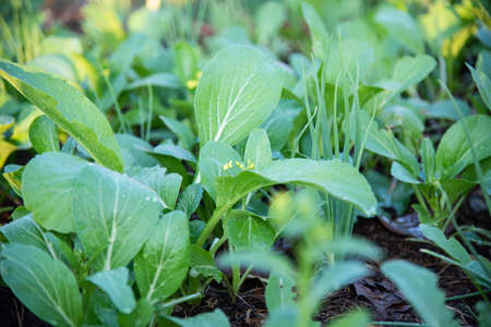 Green fresh vegetable in nature.