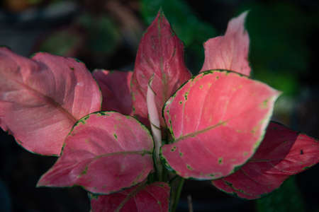 Close up Beautiful red leaf in nature.の写真素材