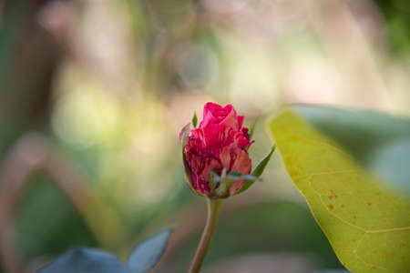 Rose flowers on blurred background.の写真素材