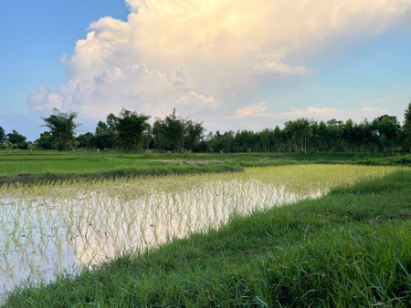 Green flied in agriculture concept.の写真素材