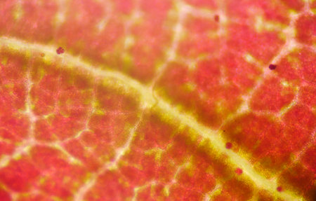Red plants cell texture background.の写真素材