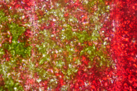 Red plants cell texture background.の写真素材