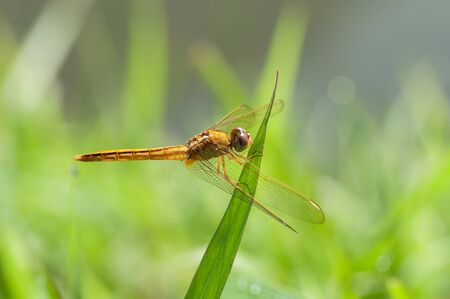 Yelow Dragonflyの写真素材
