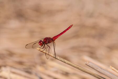 Red Dragonflyの写真素材