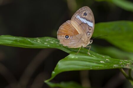 a butterfly rests on a leafの写真素材