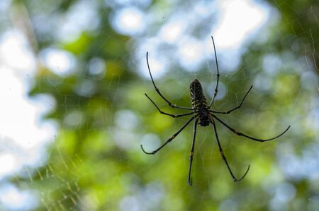 a spider web in nature backgroundの写真素材