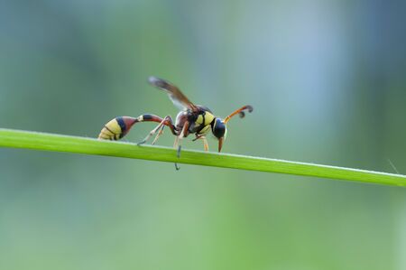 bees perch on the grassの写真素材