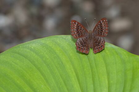 brown butterfly rest on the leafの写真素材