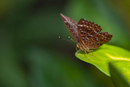 brown butterfly rest on the leafの写真素材