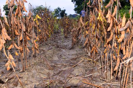 background of dried soybean plant in the field,の写真素材