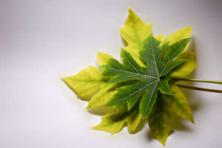 papayas yellow and green leaf is placed on white paper