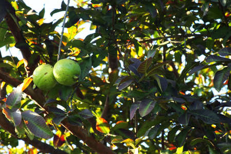 Guava garden. Guava tree. Ripe guava