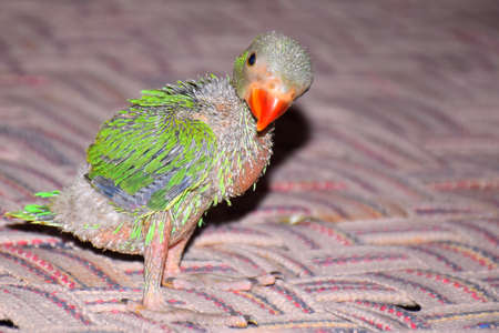 cute Indian ring-neck baby parrot on the the bed.