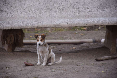 A cute puppy looking at the camera, white Jack Russell Terrier puppy Having fun in summerの写真素材