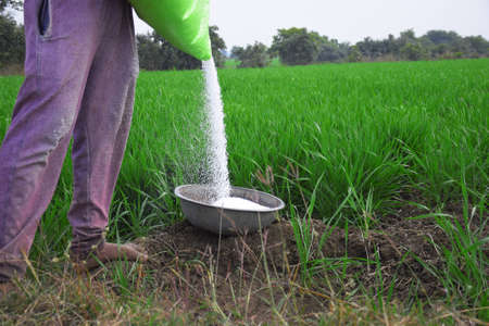 Indian farmer is applying fertilizer in steel vessel. To increase fertilizer capacity, wheat field in the backgroundの写真素材