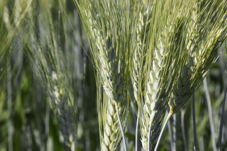 Wheat earrings are shining with the rays of the sun. The sun scattering over the wheat plants,の写真素材