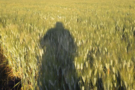 The rays of the sun and the shadow of the photographer falling on the green plants of wheat