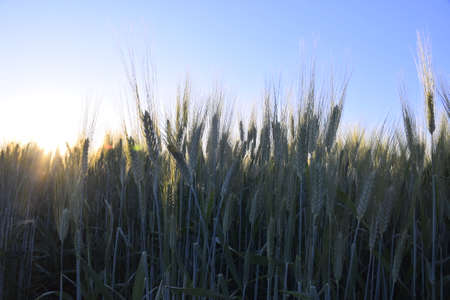 Wheat earrings are shining with the rays of the sun. The sun scattering over the wheat plants, the beautiful blue sky in the backgroundの写真素材