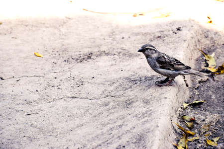 indian sparrow birds in the courtyard of an Indian rural houseの写真素材