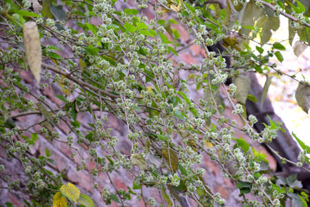 Raw fruits with mulberry branches with blur background