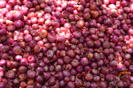 Red Onion pile. Harvested onion piled in the field. Red Onion pile. Harvested onion piled in the field. vegetable Close-up, salad ingredient.の写真素材