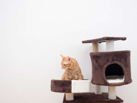 Orange cat sit on cat condo look at left side copy space white background isolatedの写真素材