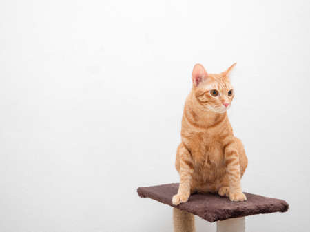 Orange cat sit on cat condo look at right side copy space white background isolatedの写真素材