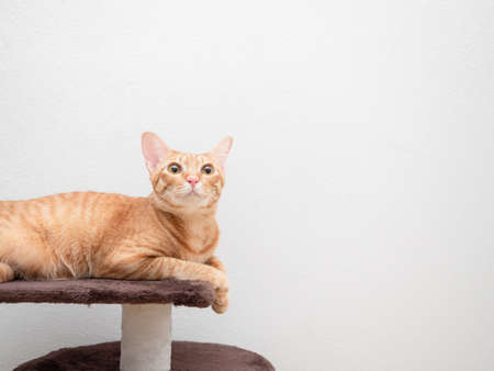 Cat orange color lay on cat condo look up copy space white backgroundの写真素材