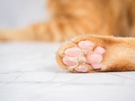 Closeup cute cat paw on white marbleの写真素材