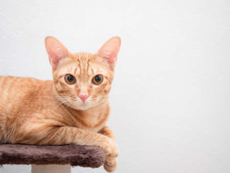 Cute cat orange color on cat tree look at camera big eyes on white isolated background spaceの写真素材