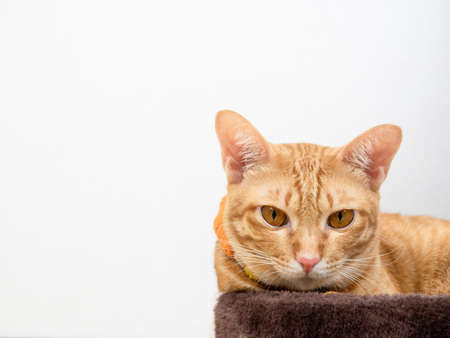 Cute orange cat looking at camera on white isolated background copy spaceの写真素材