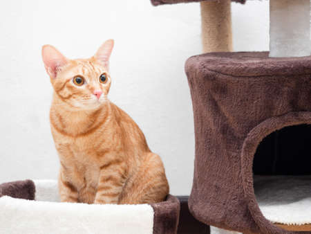 Closeup orange cat sit in cat condoの写真素材