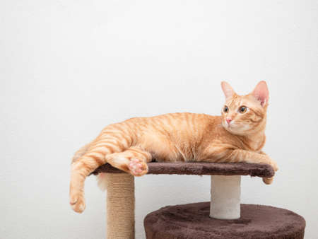 Orange cat lay on cat condo copy space up side white backgroundの写真素材