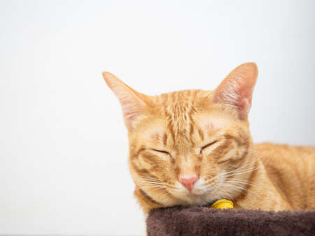 Thai cat orange color sleeping on white isolated background copy spaceの写真素材
