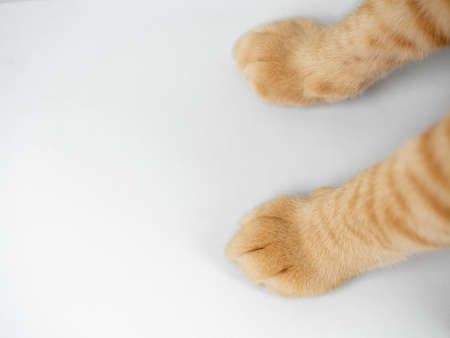 Cat paw orange color top view on white isolated backgroundの写真素材