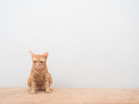 Cute cat sitting on sofa copy space white wall backgroundの写真素材