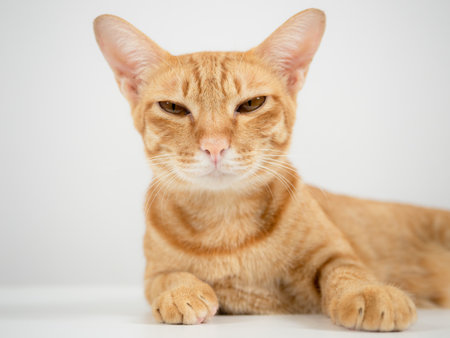 Close up cat laying on the table and looking at the cameraの写真素材