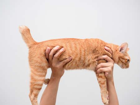 Man hand holding lovely domestic cat orange colorの写真素材
