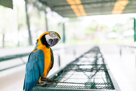 The blue-throated macaw, Colorful macawsの写真素材