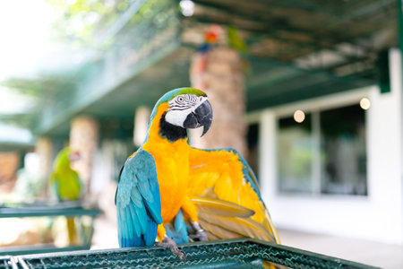The blue-throated macaw, Colorful macawsの写真素材