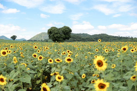 Sunflowers among valley and mountain,Beautiful sunflowers field and blue sky and cloud landscapeの写真素材