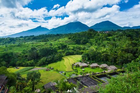 Bali Rice Fieldsの写真素材