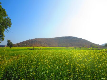 mustard fieldの写真素材