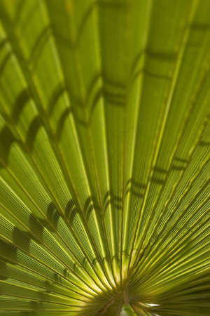 Background of a sheet of palm tree