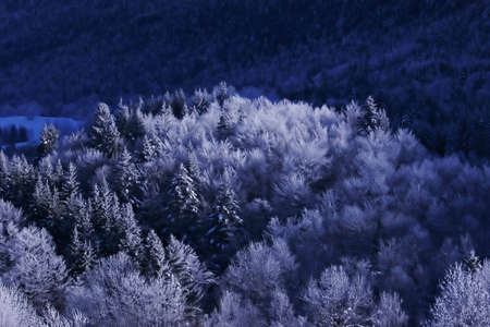 Landscape of mountain showing trees vith snowの写真素材