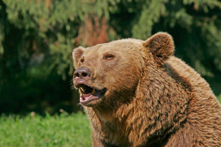 Portrait of a brown bearの写真素材