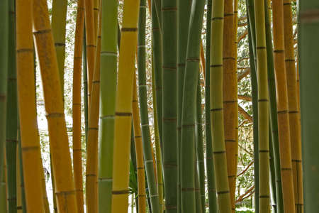 Background of various bamboos in a gardenの写真素材