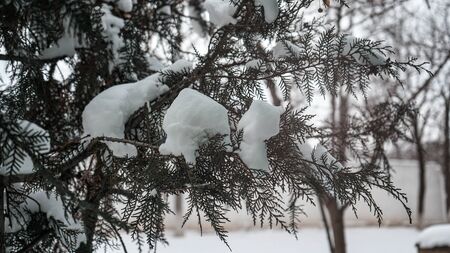 Beautiful Tree and Leaf in Winterのeditorial素材