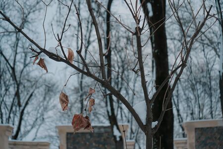 Yellow leaf in winterのeditorial素材