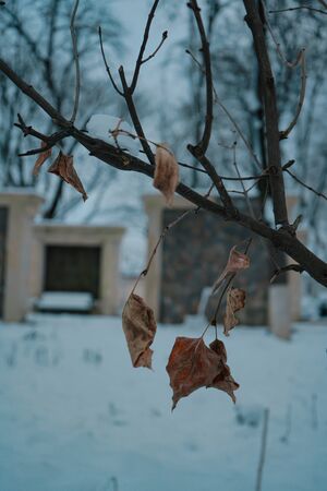 Leaf in landspace and winterのeditorial素材